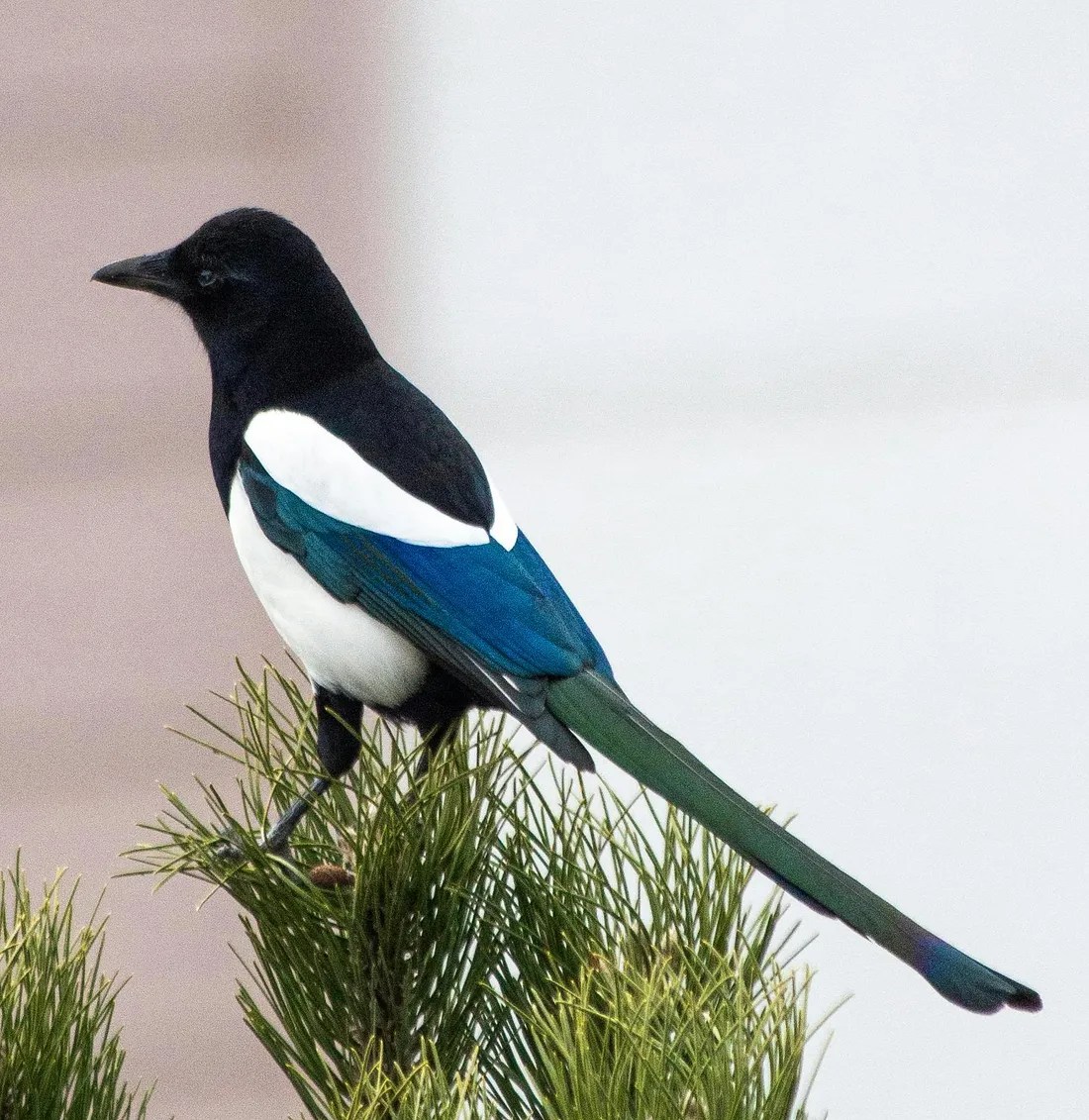 “How are you?”&nbsp;Hurts